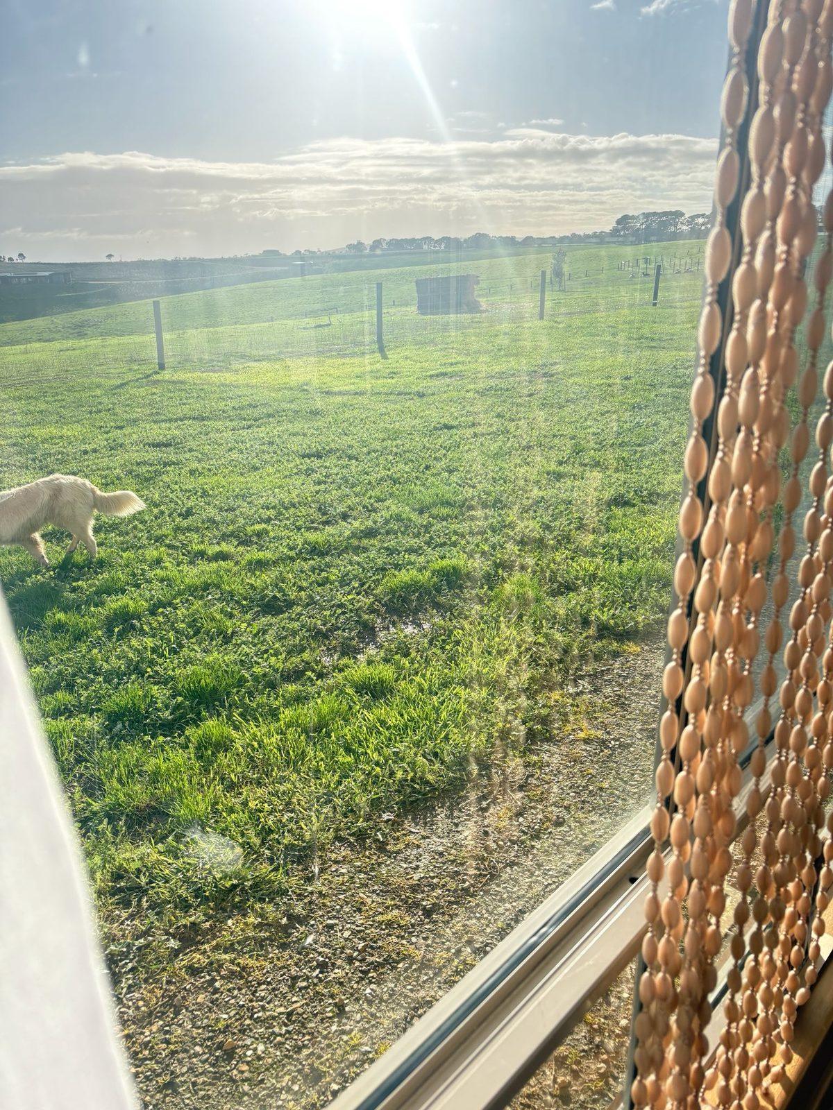 Green paddock outside the salon window